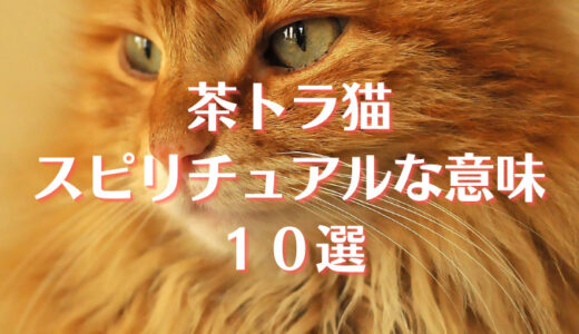 茶トラ猫のスピリチュアルな意味とは？幸運だけじゃない１０選