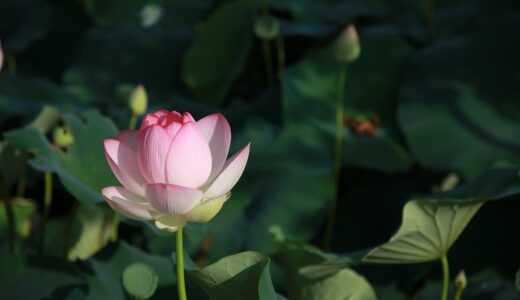 身近でも意外と知らないお釈迦さまや仏教Ⅰ～如来・菩薩・不動明王 編～守り本尊のすさまじい魅力発見！？